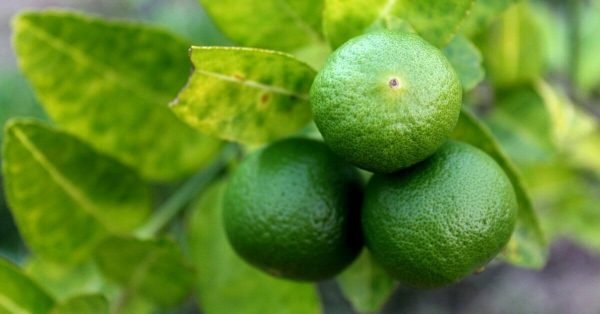 8 Lime Health Benefits That Make It Amazing & Underrated