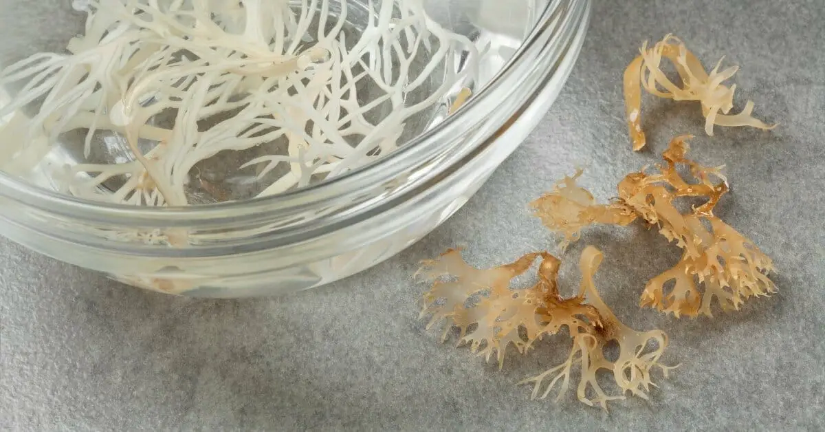 10 Powerful Sea Moss Benefits & Potential Side Effects