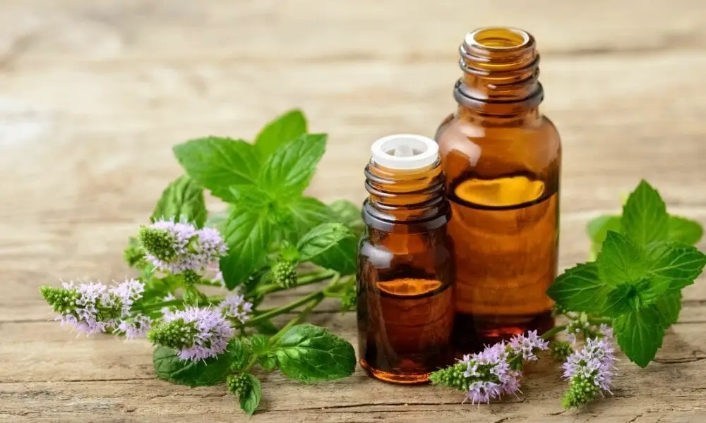 Peppermint Essential Oils And Pets