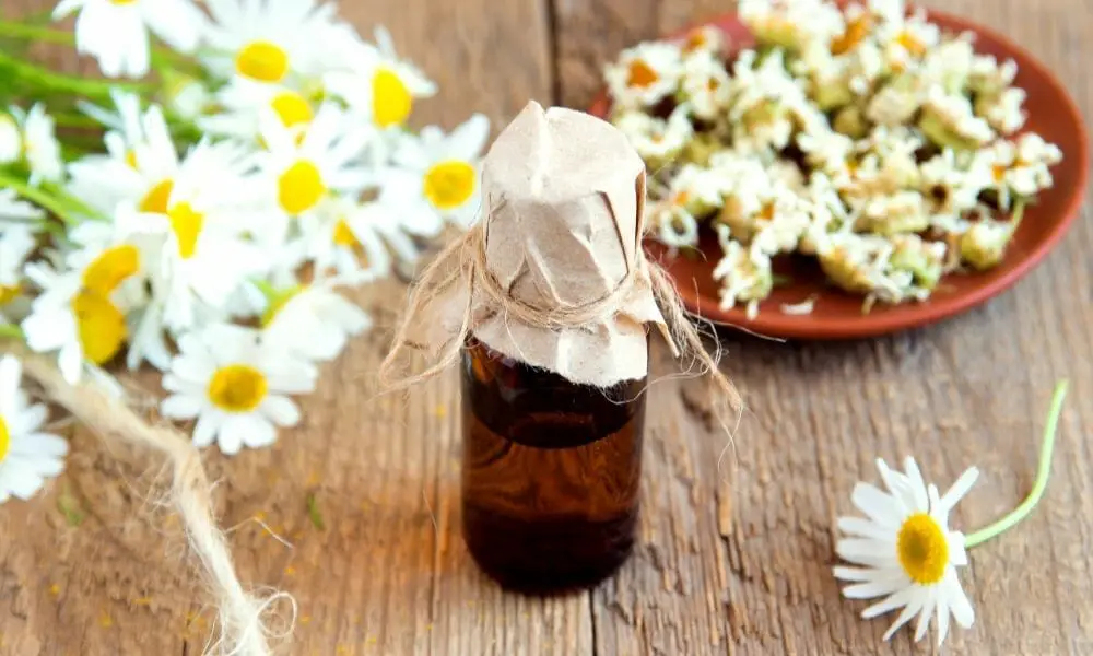 Chamomile Essential Oils And Pets