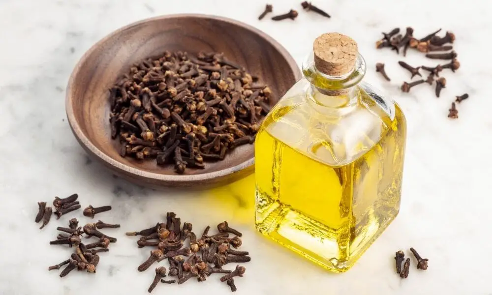 Clove Essential Oils For Tooth Pain