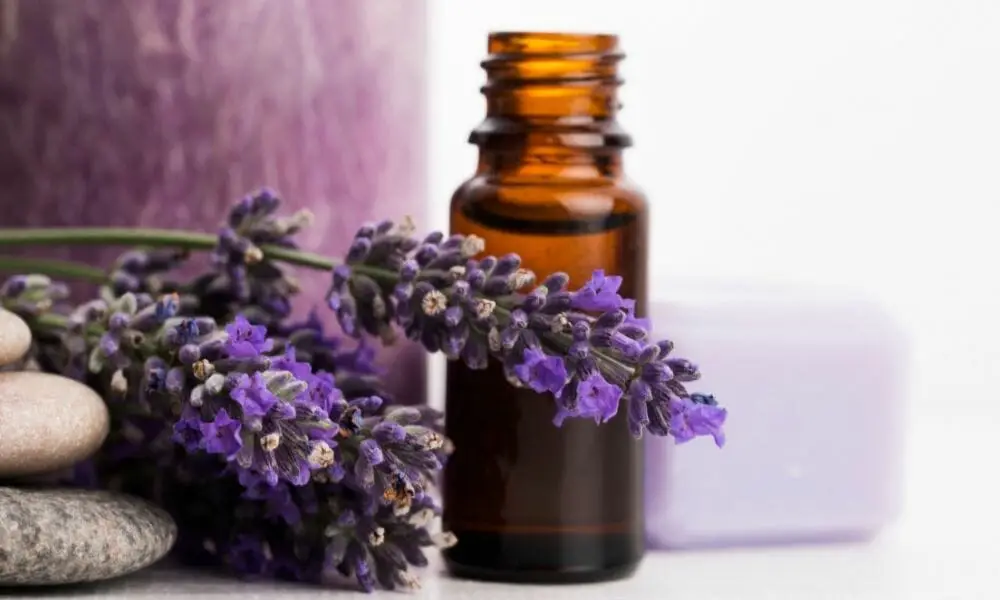 Lavender Essential Oils For Fibromyalgia