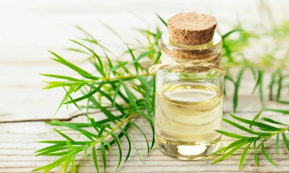Tea Tree Essential Oils For Tooth Pain