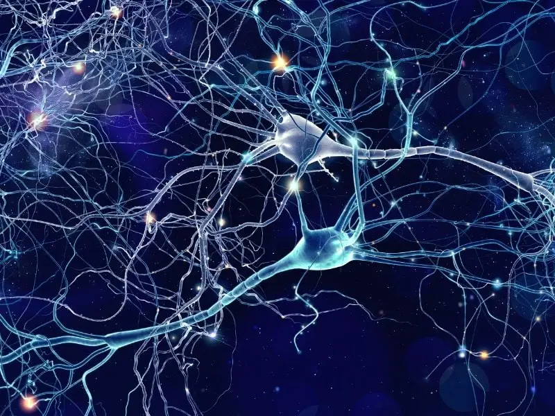 Neurons Picture
