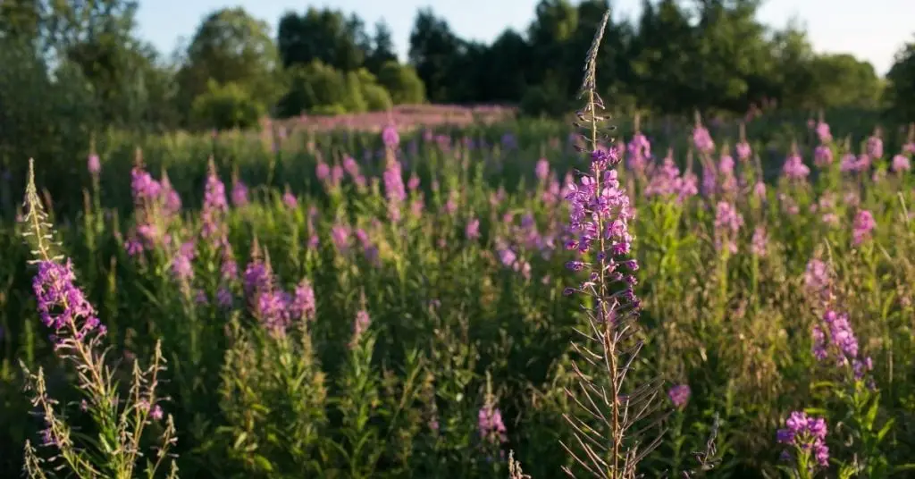 Small Flowered Willow Herb Benefits