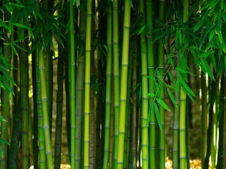 Bamboo is booming - here's my pick of the best - Diarmuid Gavin ...