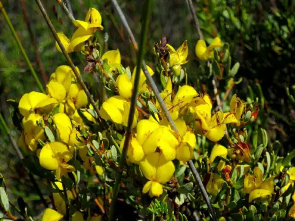 4 Wonderful Honeybush Tea Benefits: Sweet & Healthy