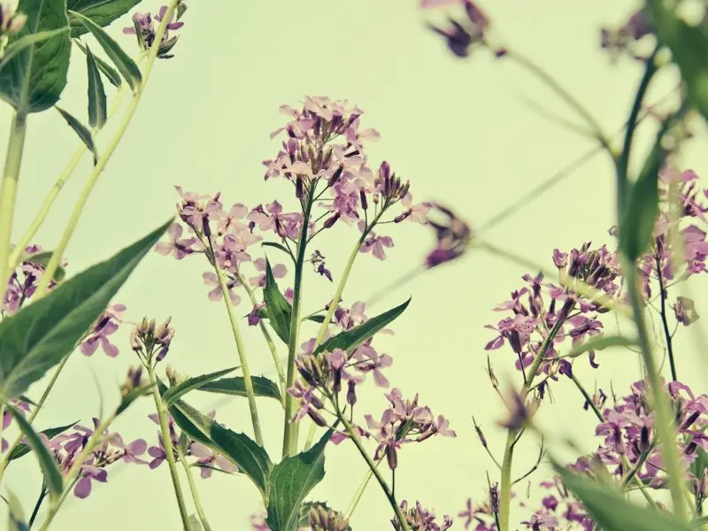 What Is Small Flowered Willow Herb