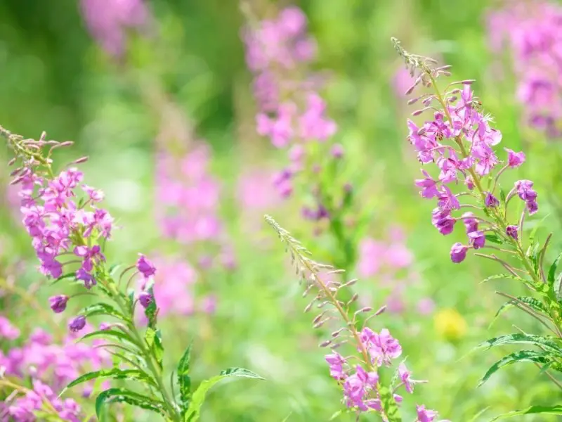 What Is Fireweed Honey