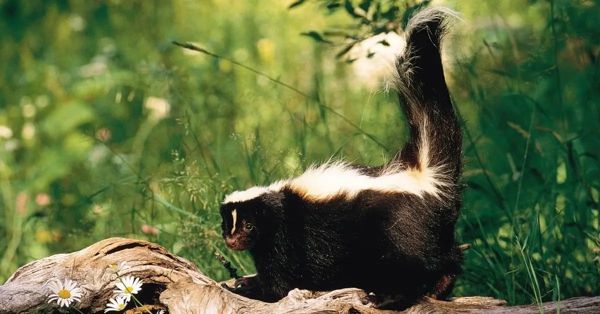 5 Best Essential Oils For Getting Rid Of Skunk Smell